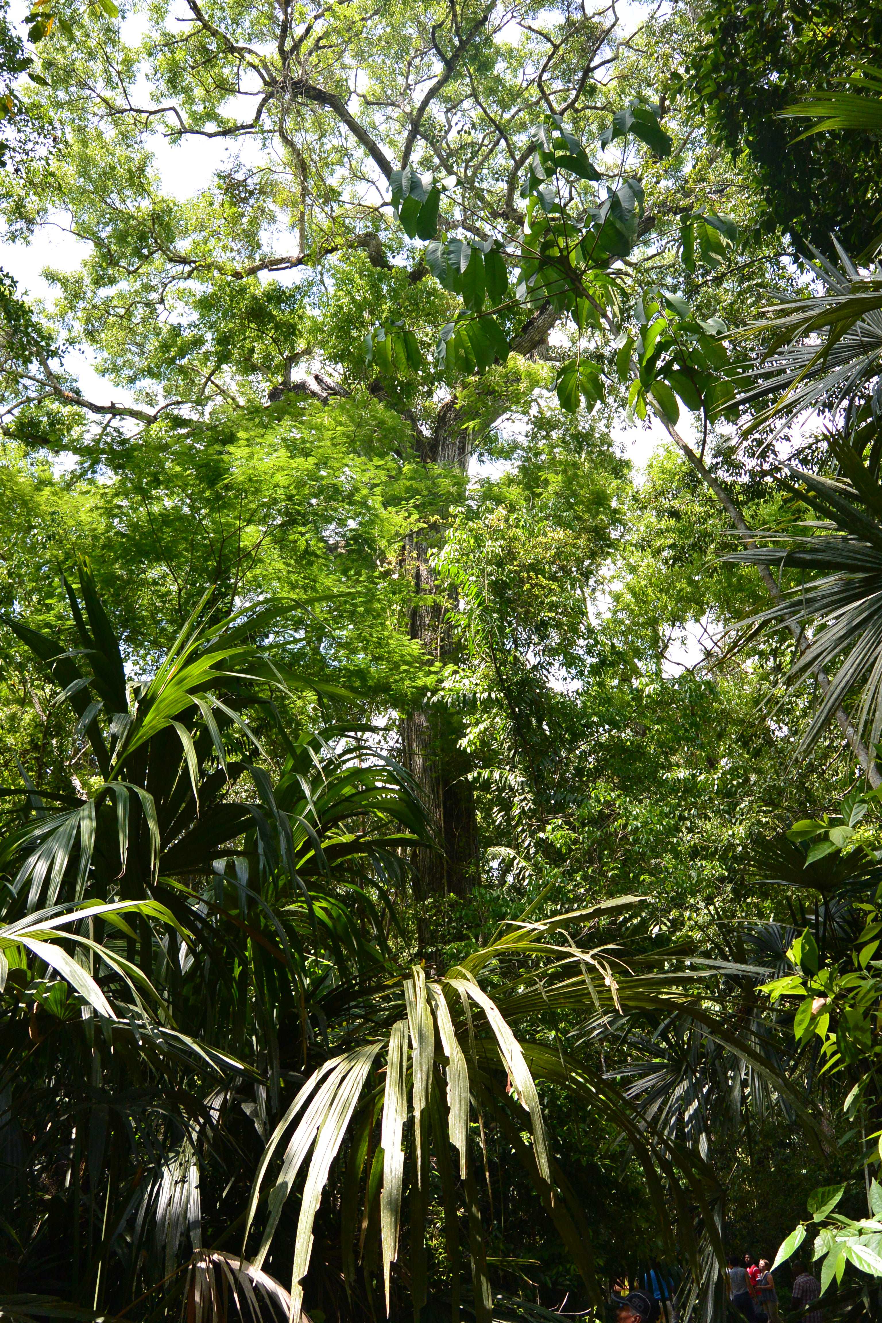 Manejo y Conservación de Bosques Tropicales y Biodiversidad